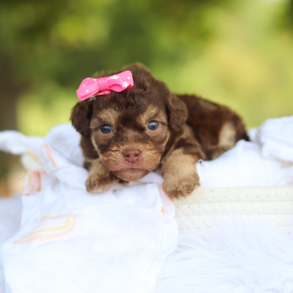 Mila - Available 8/20