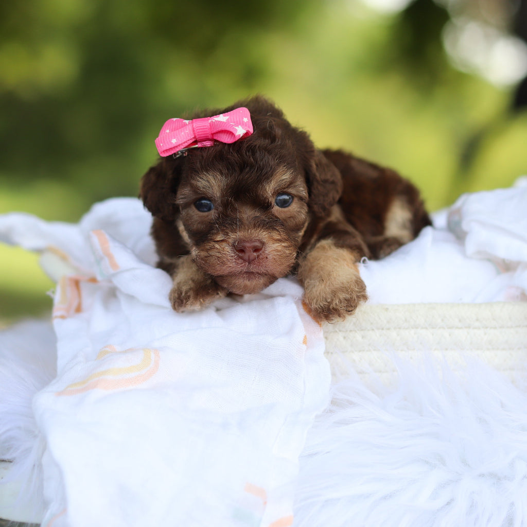 Mila - Available 8/20