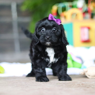 Gladys - Available 8/6