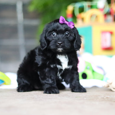 Gladys - Available 8/6
