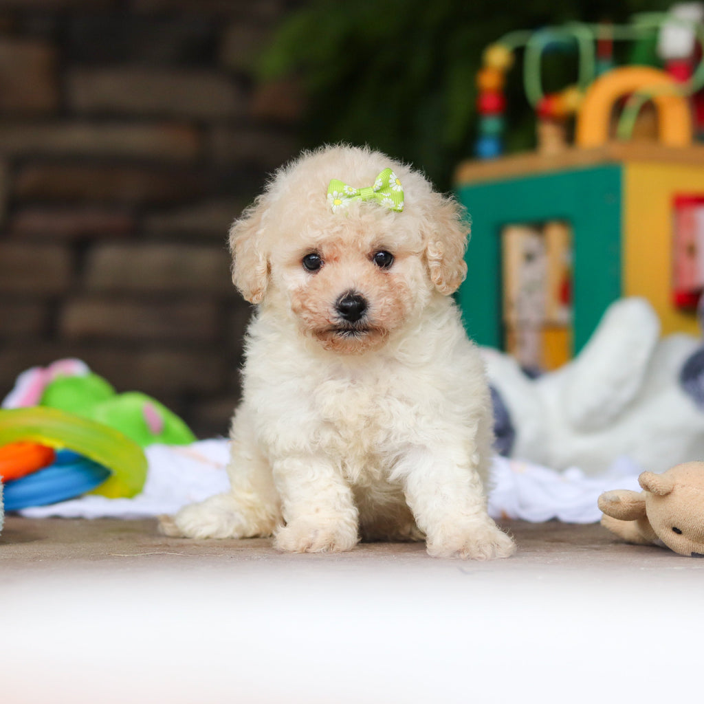 Dolly - Available Now