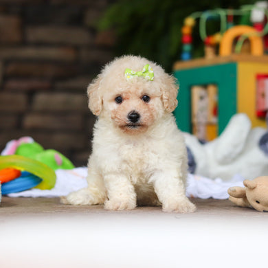 Dolly - Available 8/6