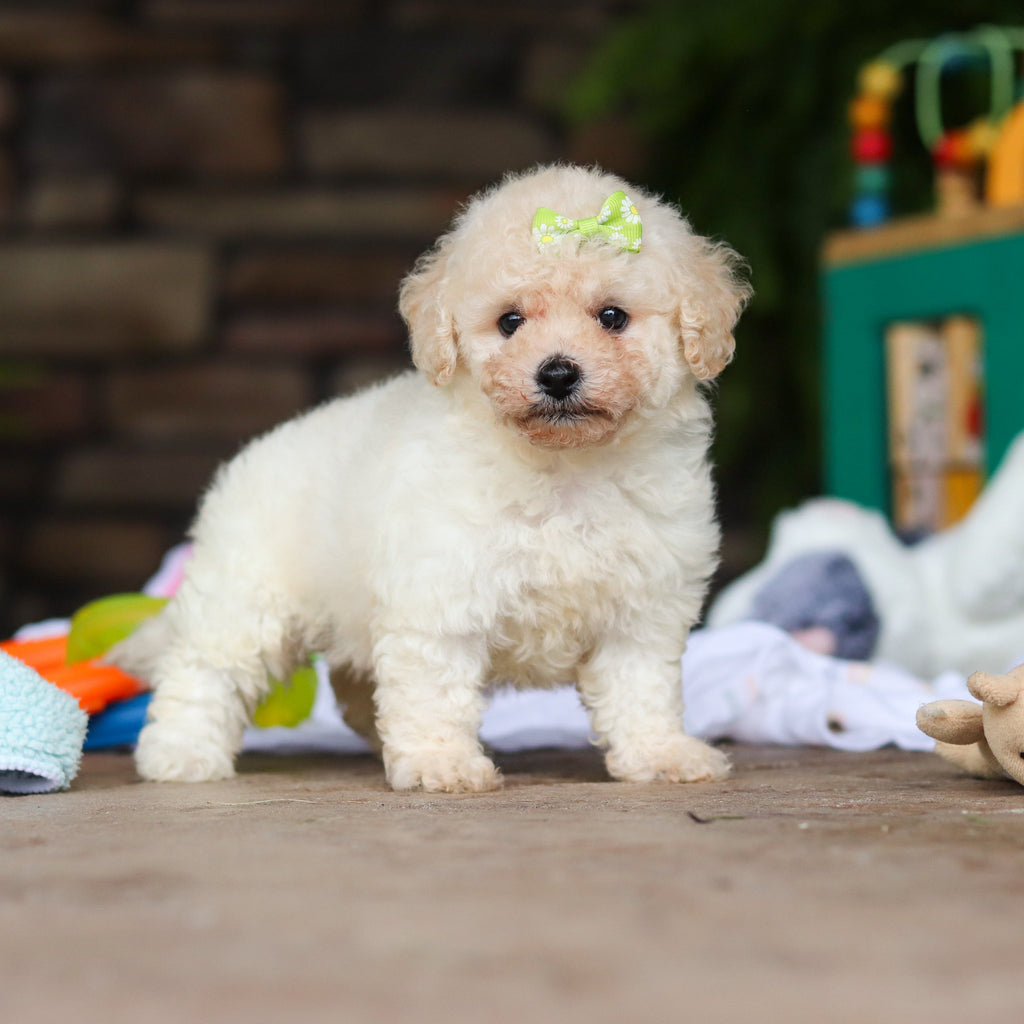 Dolly - Available Now