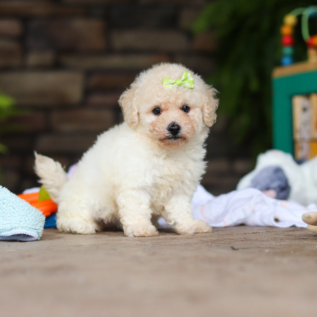 Dolly - Available Now