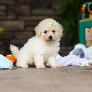 Dolly - Available Now