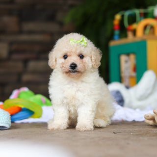 Dolly - Available Now