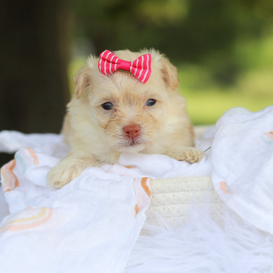 Penelope - Available 8/20