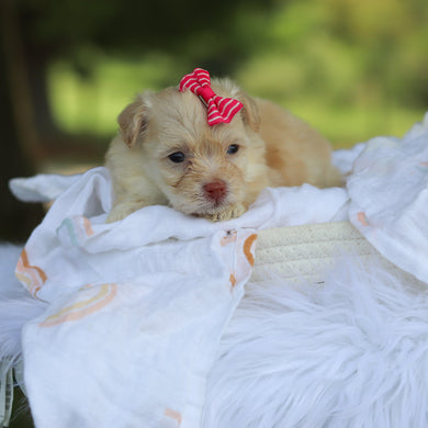 Penelope - Available 8/20