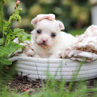 Winifred - Available Now