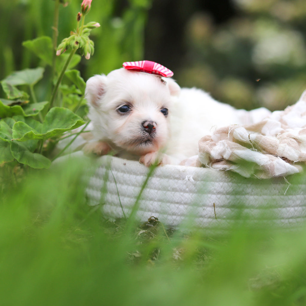 Winnie - Available Now