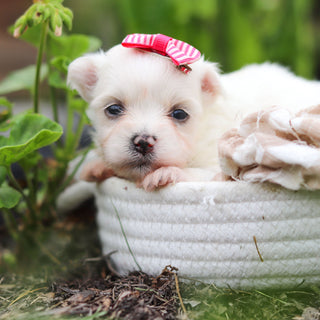 Winnie - Available Now