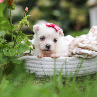 Winnie - Available Now