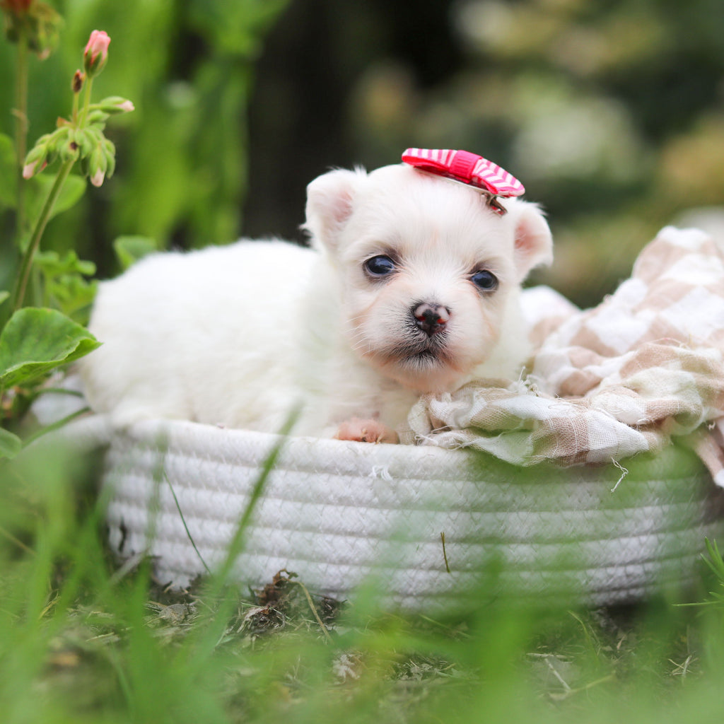 Winnie - Available Now