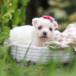 Winnie - Available Now