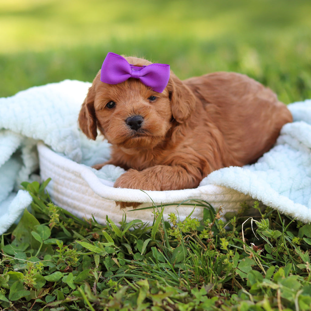 Gertie - Available Now