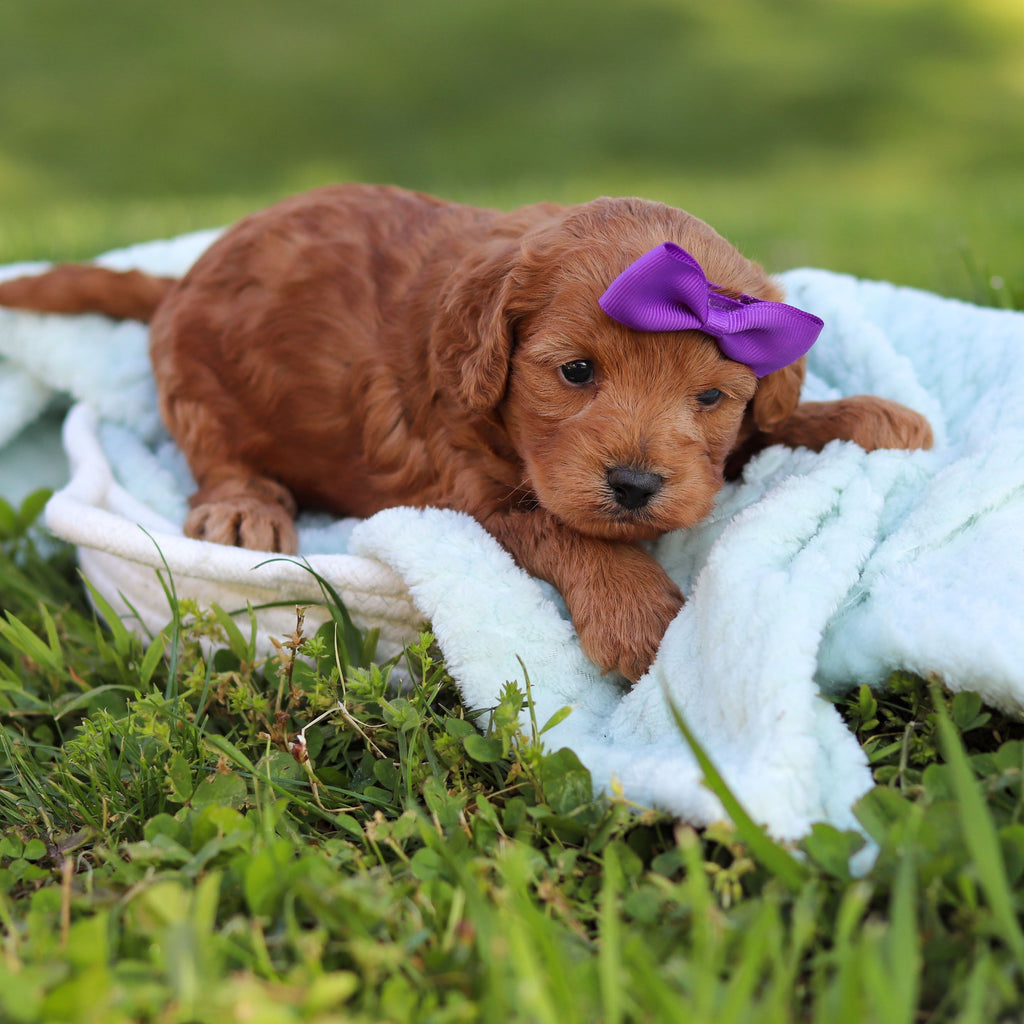 Gertie - Available Now