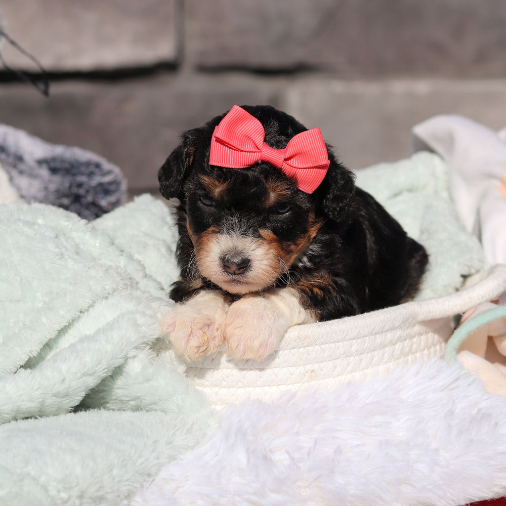 Roxie - Available 6/18