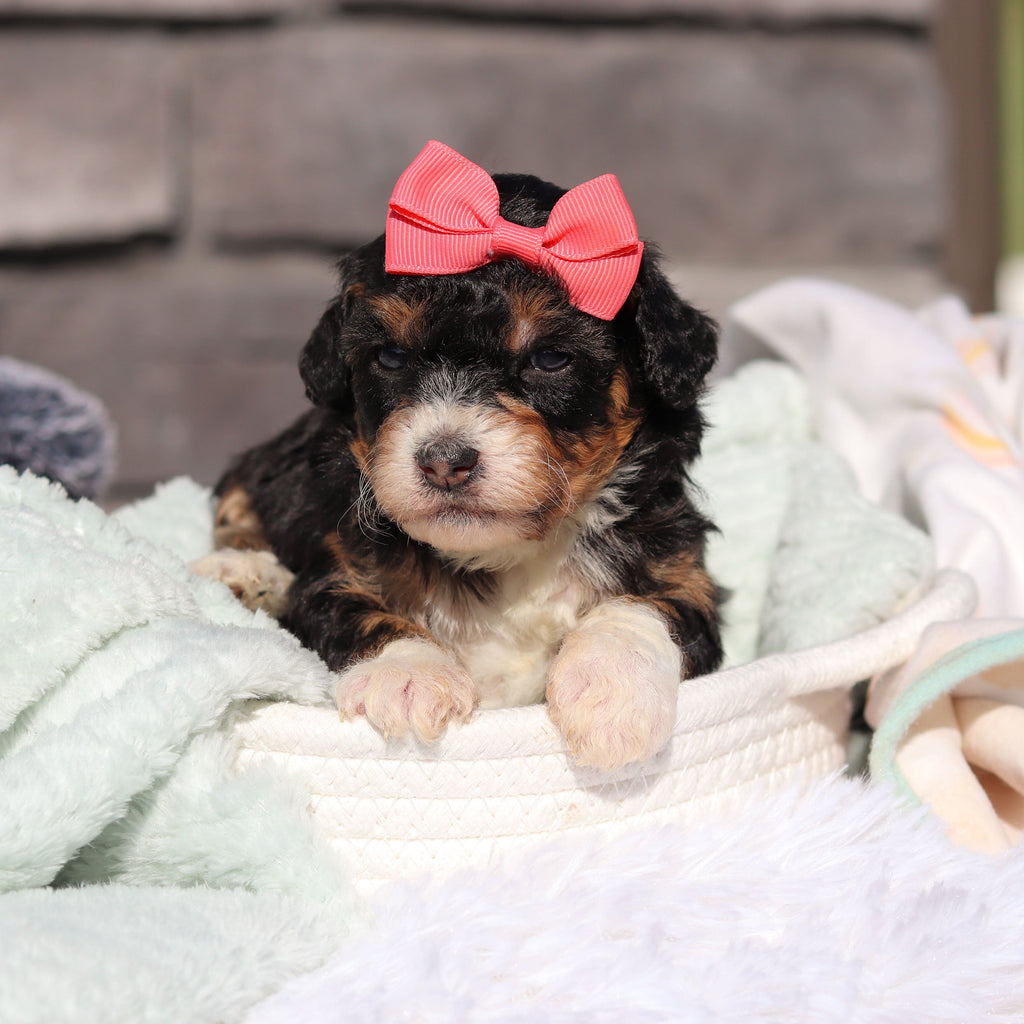 Roxie - Available 6/18