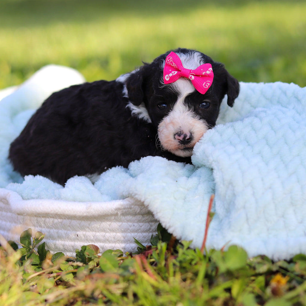 Aggie - Available 6/18