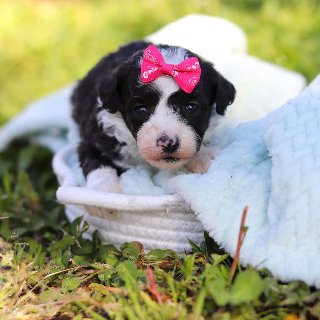 Aggie - Available Now