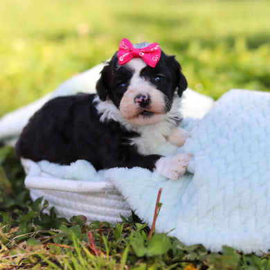 Aggie - Available 6/18