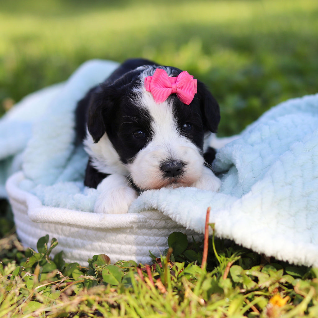 Avery - Available Now