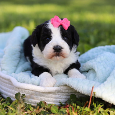 Avery - Available 6/18