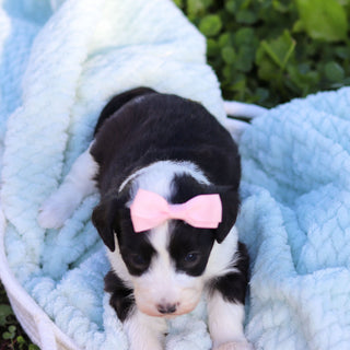 Aurora - Available 6/18