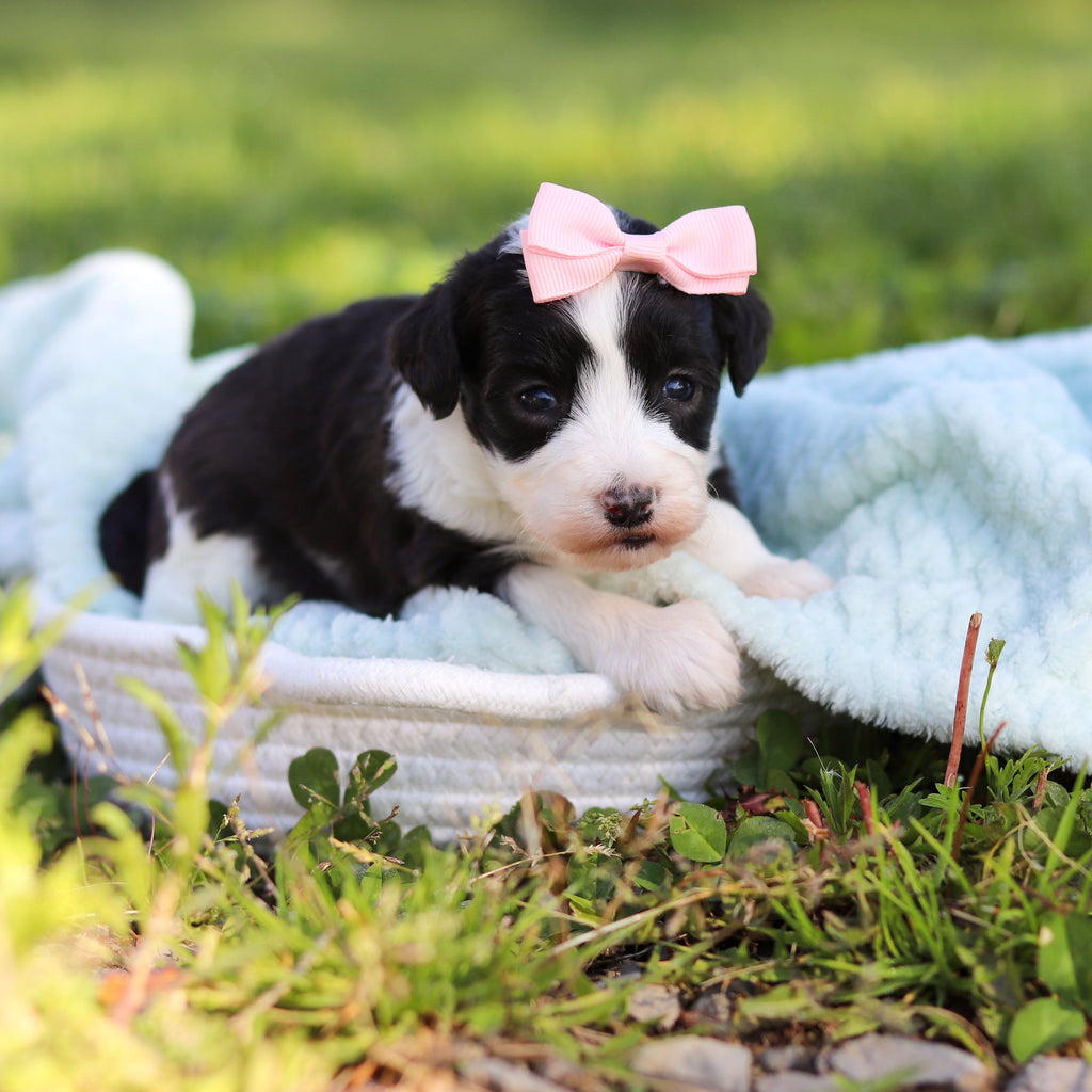 Aurora - Available 6/18