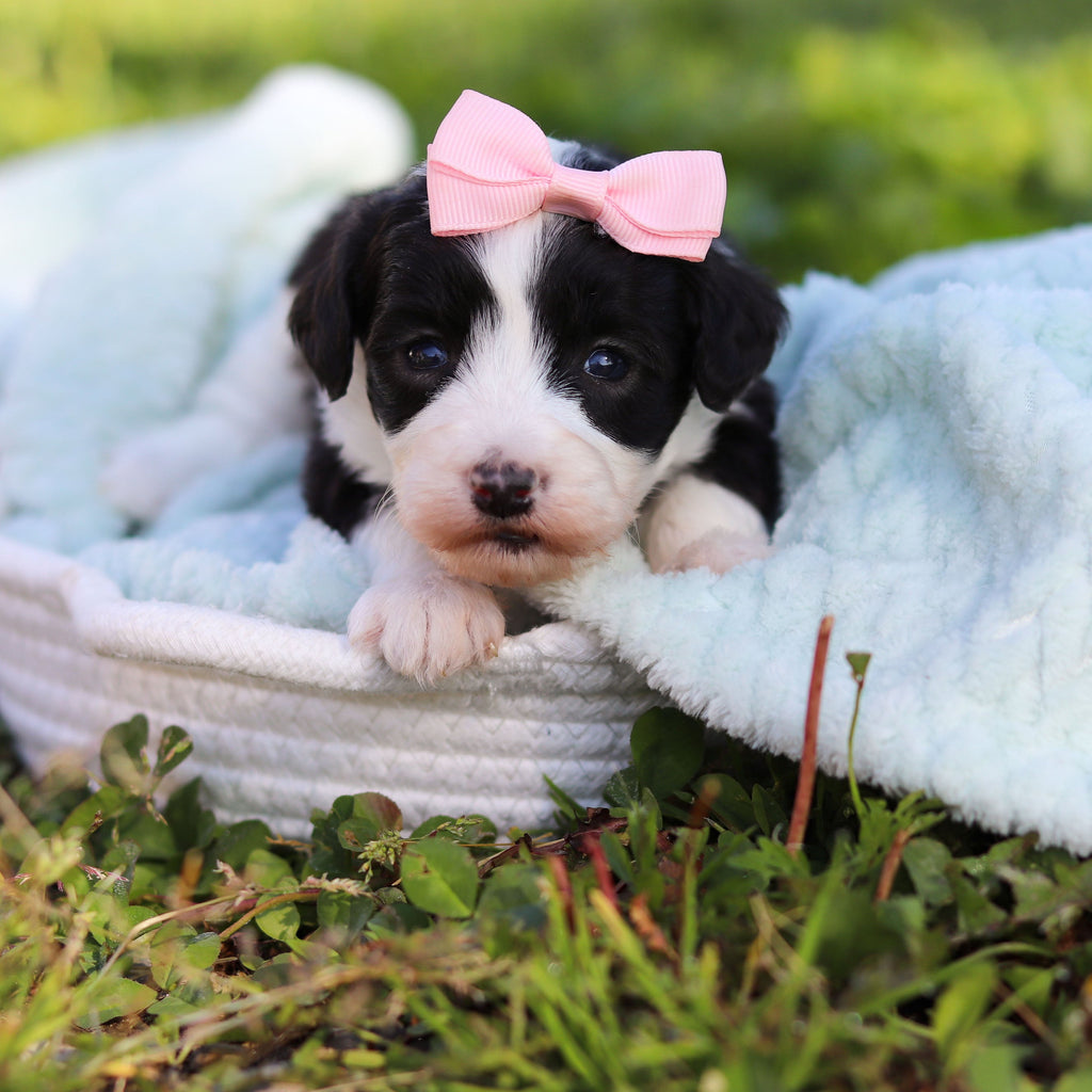 Aurora - Available 6/18