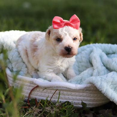 Alice - Available 6/18