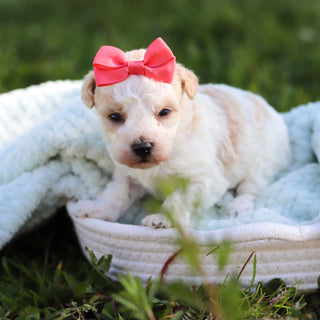 Alice - Available 6/18