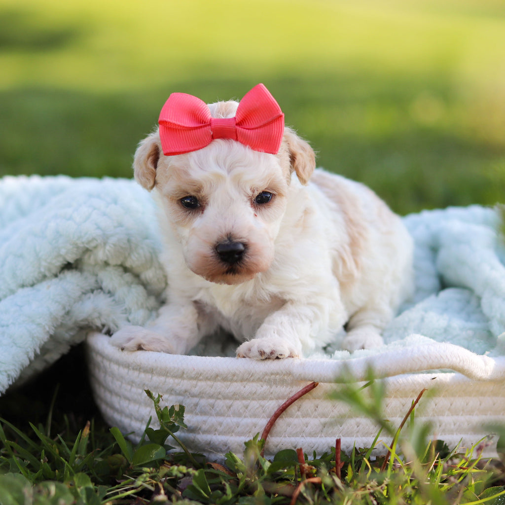 Alice - Available 6/18