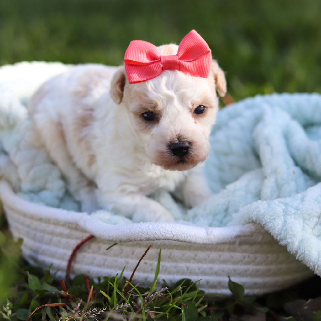 Alice - Available 6/18