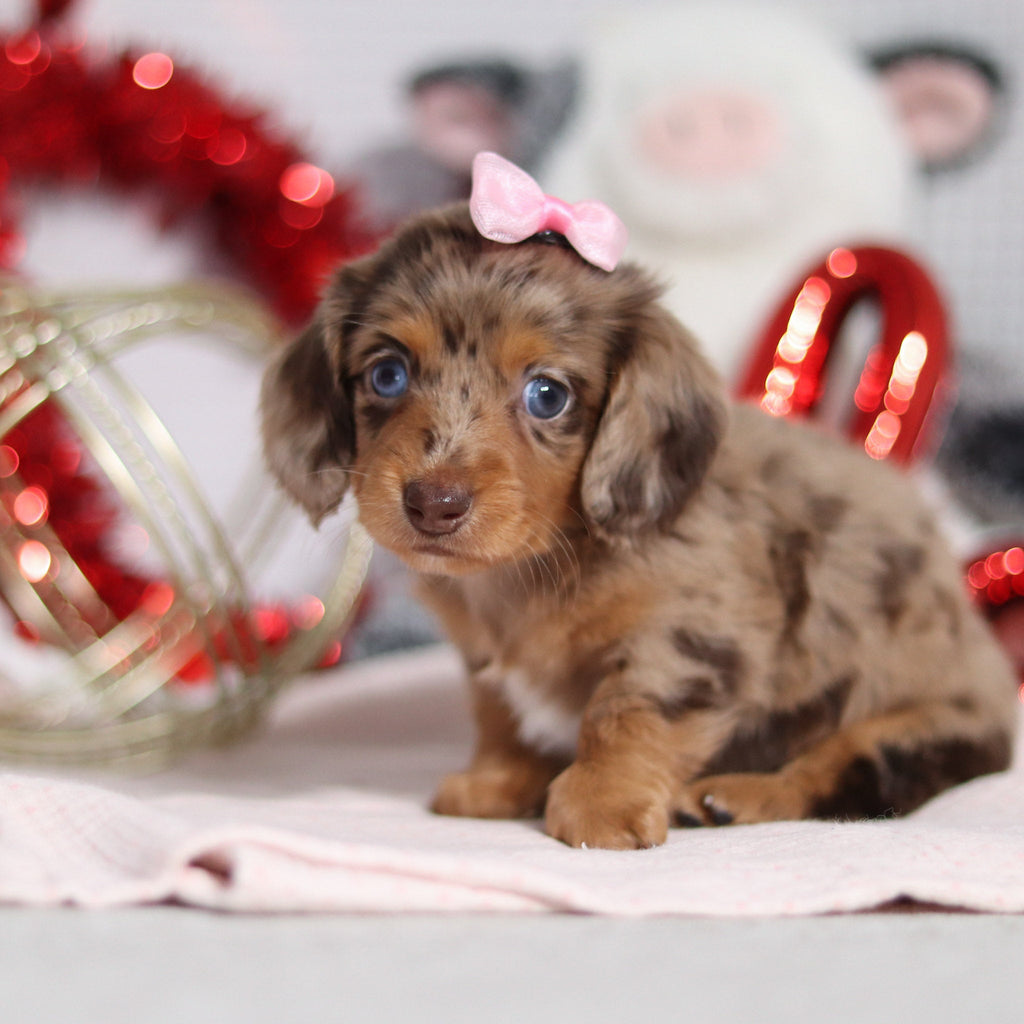 Tessa - Available 2/26