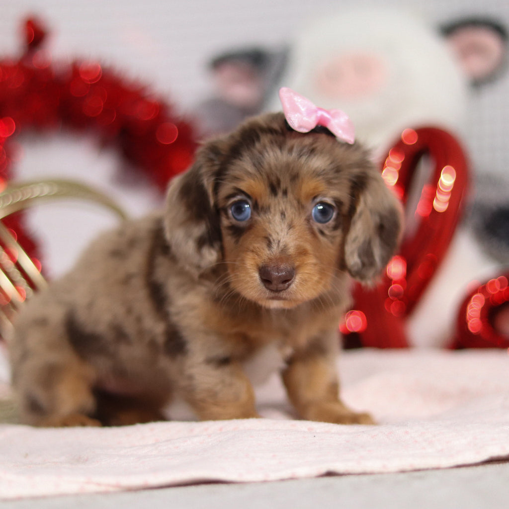 Tessa - Available 2/26