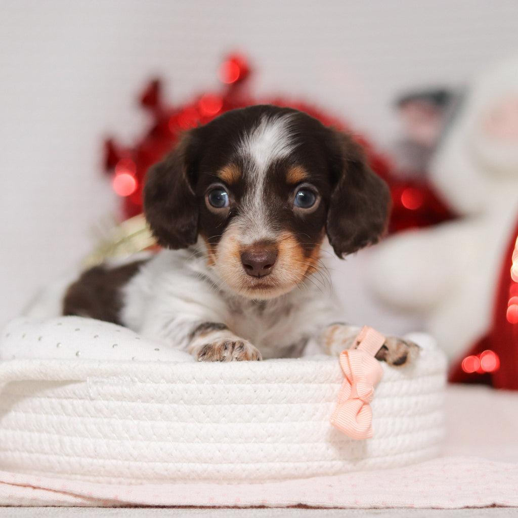 Theadora - Available 2/26