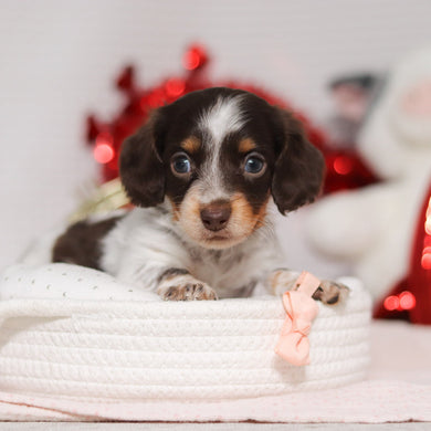 Theadora - Available 2/26