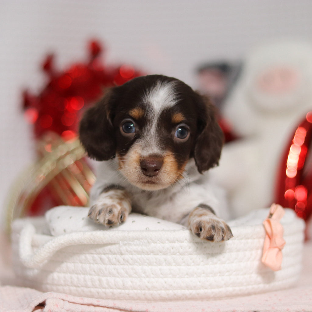 Theadora - Available 2/26