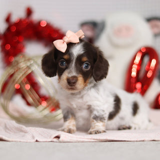 Theadora - Available 2/26