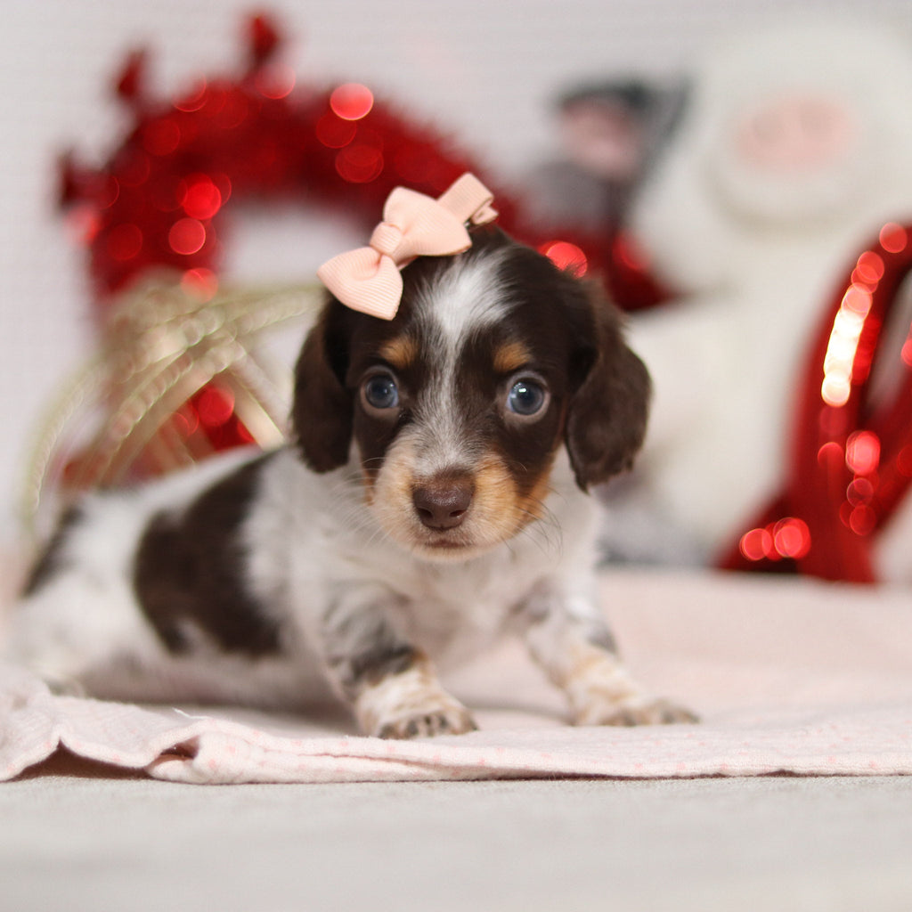 Theadora - Available 2/26