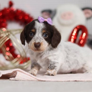 Tinsley - Available 2/26