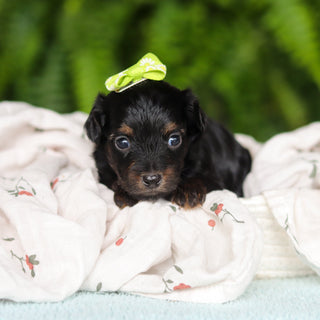 Effy - Available 8/27