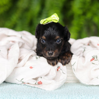 Effy - Available 8/27