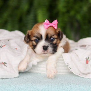 Giada - Available 8/27