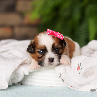Gigi - Available 8/27