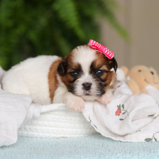 Gigi - Available 8/27
