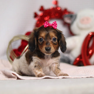 Kali - Available 2/4