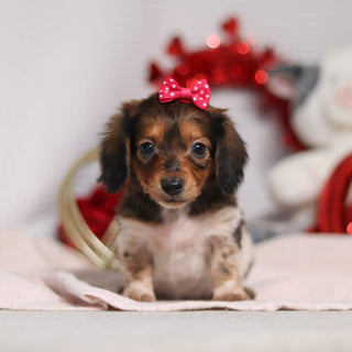 Kali - Available 2/4