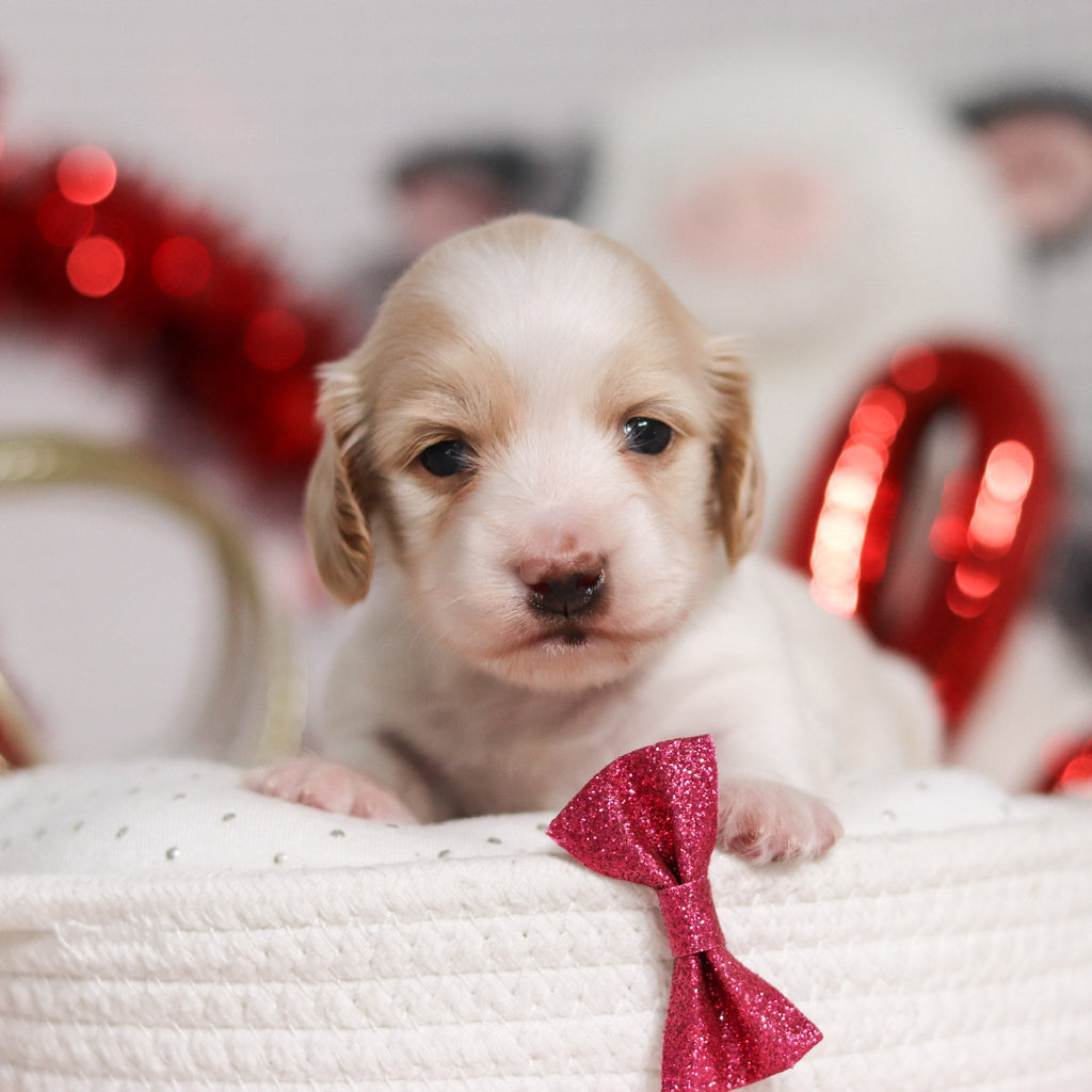 Lana - Available 3/5